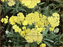 Achillea &#39;Moonshine&#39;