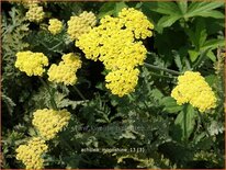 Achillea &#39;Moonshine&#39;