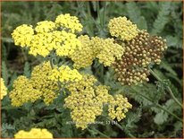 Achillea &#39;Moonshine&#39;