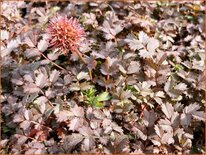 Acaena microphylla &#39;Kupferteppich&#39;