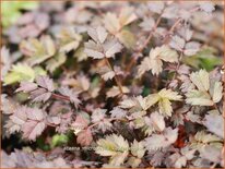 Acaena microphylla &#39;Kupferteppich&#39;