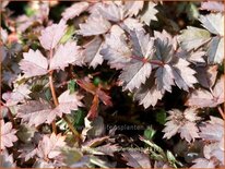 Acaena microphylla &#39;Kupferteppich&#39;