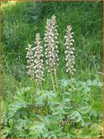 Acanthus mollis