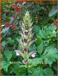 Acanthus mollis