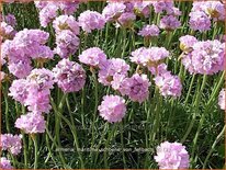 Armeria maritima 'Schöne von Fellbach'