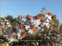 Aster ericoides 'Erlkönig'