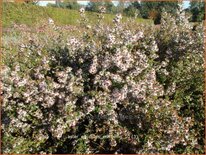 Aster ericoides 'Erlkönig'