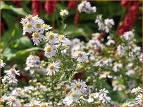 Aster ericoides 'Erlkönig'