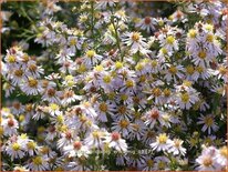 Aster ericoides 'Erlkönig'