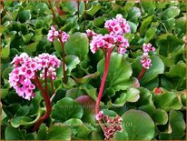 Bergenia cordifolia &#39;Herbstblüte&#39;