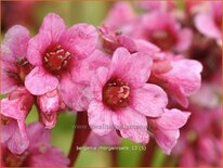 Bergenia &#39;Morgenröte&#39;