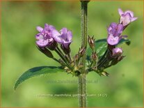 Calamintha nepeta 'Gottfried Kühn'