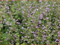 Calamintha nepeta 'Gottfried Kühn'