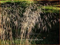 Deschampsia cespitosa 'Tauträger'