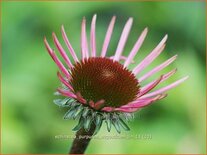 Echinacea purpurea 'Augustkönigin'