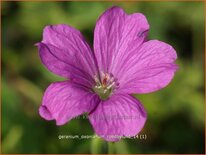 Geranium oxonianum 'Rödbylund'