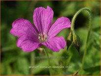 Geranium oxonianum 'Rödbylund'