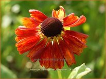 Helenium 'Flammendes Käthchen'