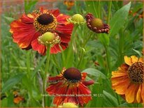 Helenium 'Flammendes Käthchen'