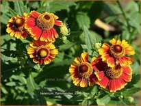 Helenium 'Flammendes Käthchen'