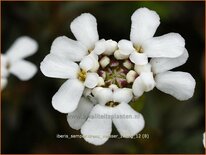 Iberis sempervirens 'Weißer Zwerg'