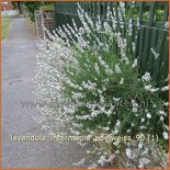 Lavandula intermedia &#39;Edelweiß&#39;