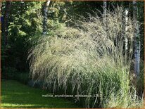 Molinia arundinacea &#39;Windsäule&#39;