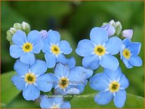 Myosotis palustris 'Thüringen'