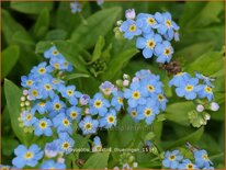 Myosotis palustris 'Thüringen'