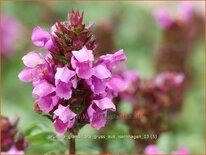 Prunella grandiflora 'Gruß aus Isernhagen'