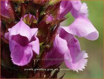 Prunella grandiflora 'Gruß aus Isernhagen'