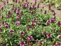 Prunella grandiflora 'Gruß aus Isernhagen'