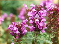 Prunella grandiflora 'Gruß aus Isernhagen'