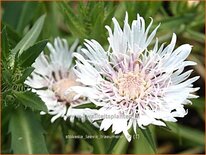 Stokesia laevis 'Träumerei'