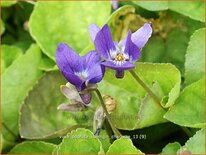 Viola odorata &#39;Königin Charlotte&#39;