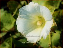 Alcea rosea &#39;Polarstar&#39;