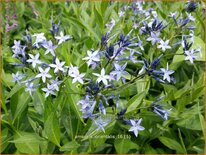 Amsonia orientalis