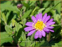 Aster ageratoides &#39;Ezo Murazaki&#39;