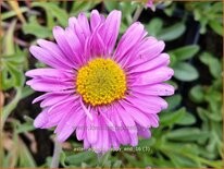 Aster alpinus 'Happy End'