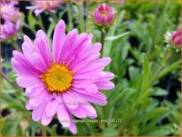 Aster alpinus 'Happy End'