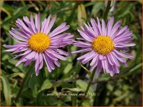 Aster alpinus 'Happy End'