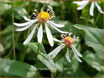 Aster divaricatus 'Eastern Star'