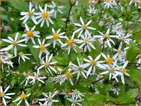 Aster divaricatus 'Eastern Star'