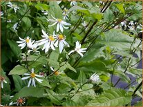 Aster divaricatus 'Eastern Star'