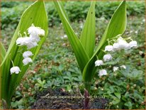 Convallaria majalis 'Hardwick Hall'