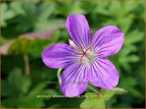 Geranium wlassovianum &#39;Typ Crug Farm&#39;