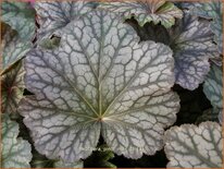 Heuchera &#39;Pinot Noir&#39;