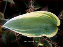 Hosta 'First Frost'