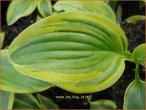 Hosta 'The King'