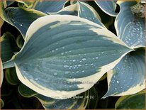 Hosta 'Valley's Glacier'